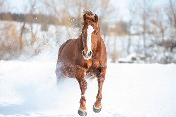 Chestnut horse galloping through the snow  - Powered by Adobe