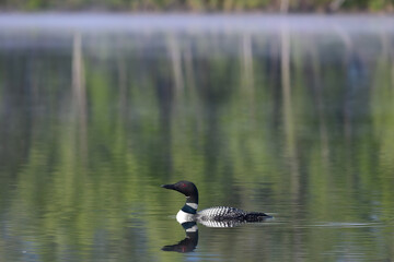 A common loon (Gavia immer) patrols the shoreline of Alaska's Reflections Lake