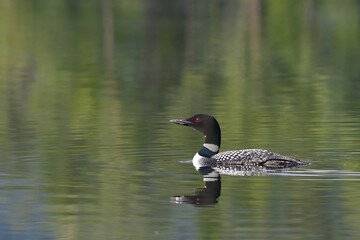 A common loon (Gavia immer) patrols the shoreline of Alaska's Reflections Lake