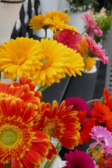 assorted colorful daisies at the flower market