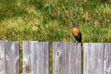 bird on a fence