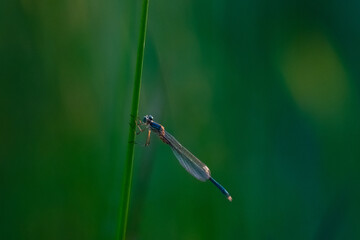 damselfly in the reeds by the Isbladskärret pond in Stockholm