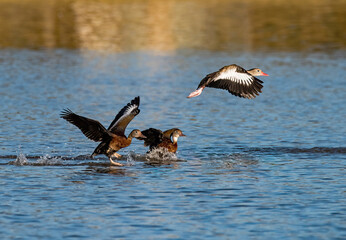 Black-bellied Whisting Ducks