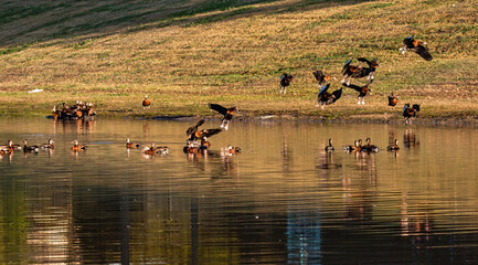 Black-bellied Whisting Ducks