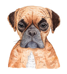 Watercolor portrait of a boxer dog close up isolated on a white background. Handmade pets illustration.