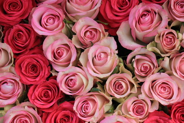 Obraz na płótnie Canvas Mixed pink roses