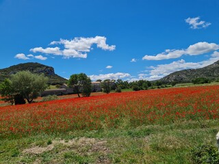 field of poppies