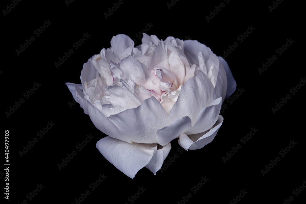 Sticker White peony flower on black background. Macro photo with shallow depth of field.