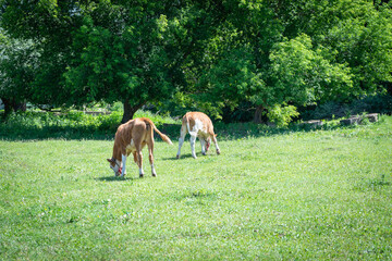 Naklejka premium Young calves graze in the meadow.