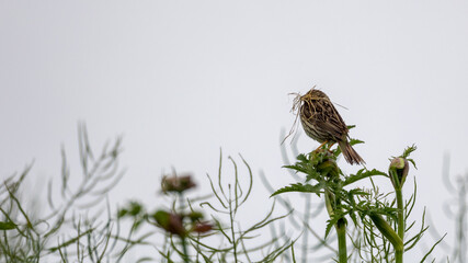 Corn bunting with nesting material.