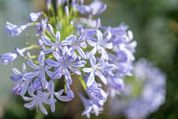 アガパンサス（青紫）：紫君子蘭