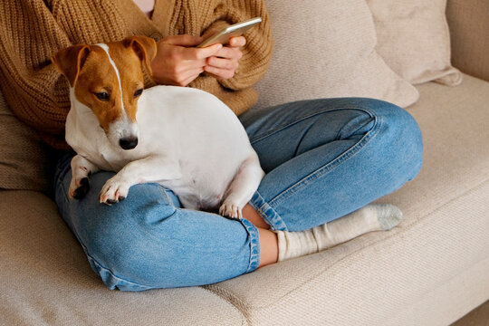Cropped shot of adorable jack russell terrier pup sitting with its female owner. Unrecognizable woman wearing knitted sweater and mom jeans with cute doggy on her lap. Close up, copy space, background