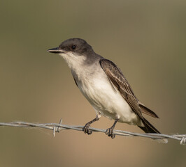 Eastern Kingbird