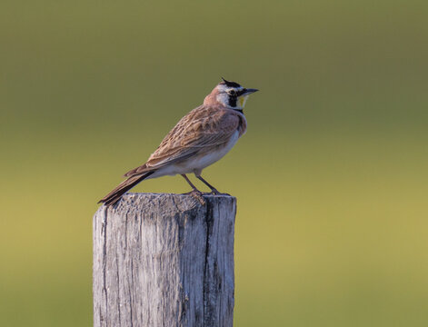 Horned Lark