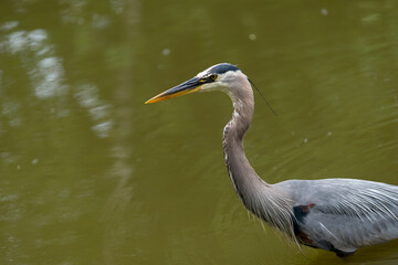 a mature great blue heron (Ardea herodias) - meticulously concentrates for fish in a local duck...