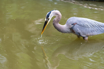 a mature great blue heron (Ardea herodias) - slurps some water after a big catch