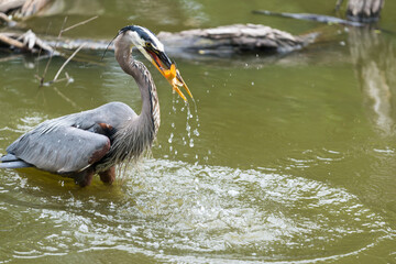 a mature great blue heron (Ardea herodias) with a medium sized gold-fish in its beak