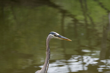 great blue heron (Ardea herodias) - heck and head