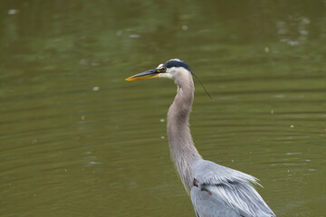 mature great blue heron standing in a pond