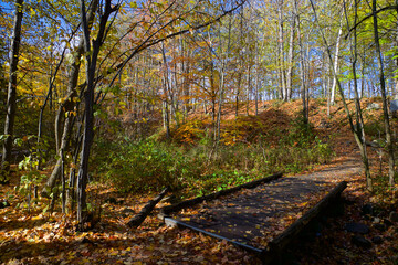 Autumn leaf colour of the valley with a wooden bridge over the river