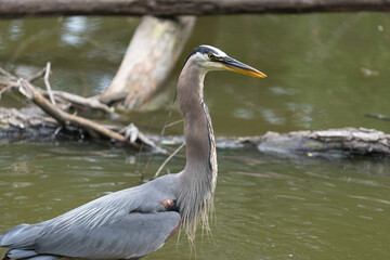 great blue heron (Ardea herodias) stands in a pond - profile
