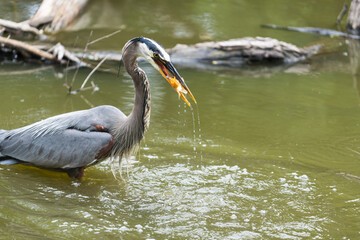 Ardea herodias or blue heron with gold fish in its beak