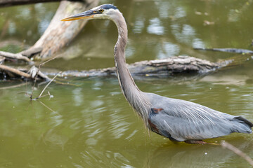 N. American great blue heron stands in a pond with driftwood or waterlogged timber in the background