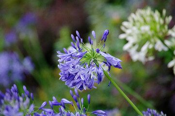 5 858 Regale Wall Murals Canvas Prints Stickers Wallsheaven