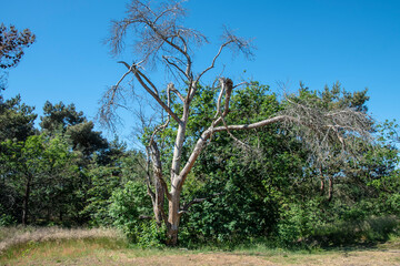 Dry and leafless birch tree in the park