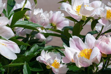 Krinkled White Peony bush in the garden