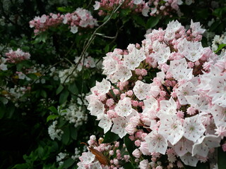 Starburst