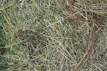 Mown, withered grass. Background of dried hay harvested for livestock feeding