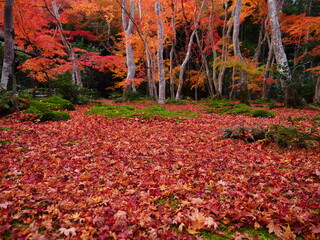 散紅葉のある庭園