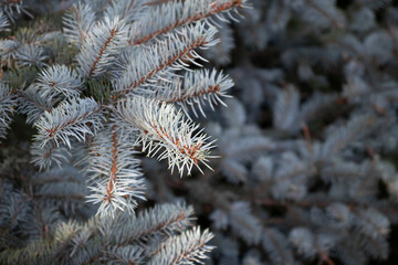 Branch of blue spruce close up, selective focus
