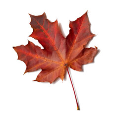 Red maple leaf isolated on white background