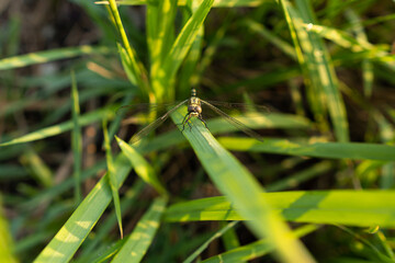 a dragonfly perched on a reed on the edge of a rice field in the morning sunlight