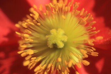 flower macro 花のマクロ撮影