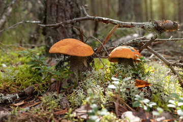 Two beautiful edible orange cap boletus mushrooms in the forest