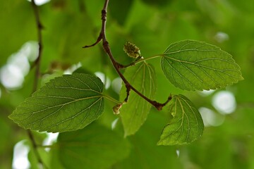 Hojas de morara blanca, morus alba