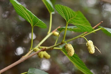 Moras en las ramas de una morera blanca, Morus alba