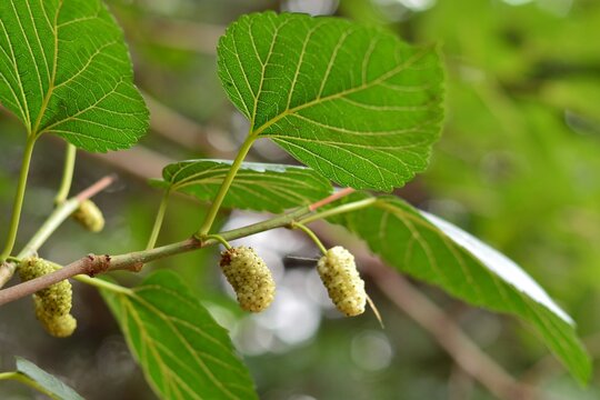 Moras en las ramas de una morera blanca, Morus alba