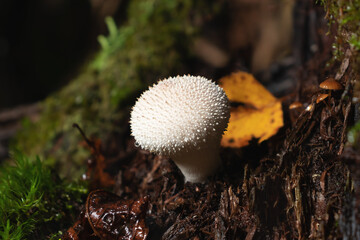 Edible lycoperdon perlatum mushrooms known as puffball grows on a tree stump in the forest