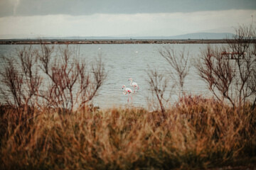 love background, love, flamingo, bird, pink, background, beautiful, plant, landscape, water, nature