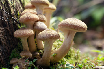 Family of honey agarics on a mossy stump in the autumn forest