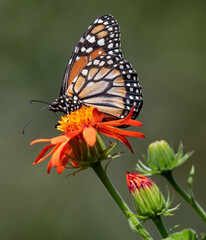 Fototapeta na wymiar monarch butterfly - Brazil