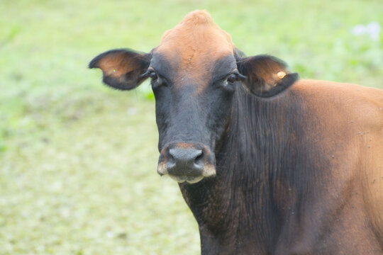 vaca