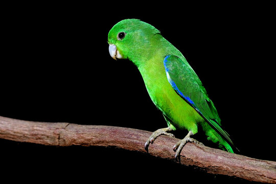 tuim (Forpus xanthopterygius) - Blue-winged Parrotlet - Atlantic Forest - Brazil