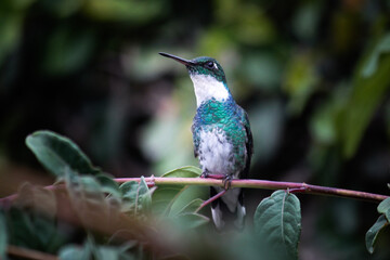 Colibri mirando desde la rama con fondo bien desenfocado