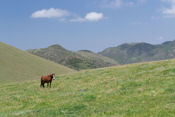Fototapeta na wymiar caballo en pradera en Mendoza