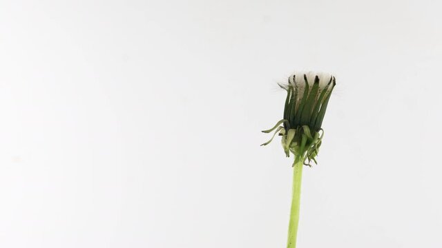 Dandelion Seed Blossom Timelapse on a white Background. Blooming dandelion flower open, time lapse, close-up. Love, spring, design backdrop. Macro. 4K video timelapse